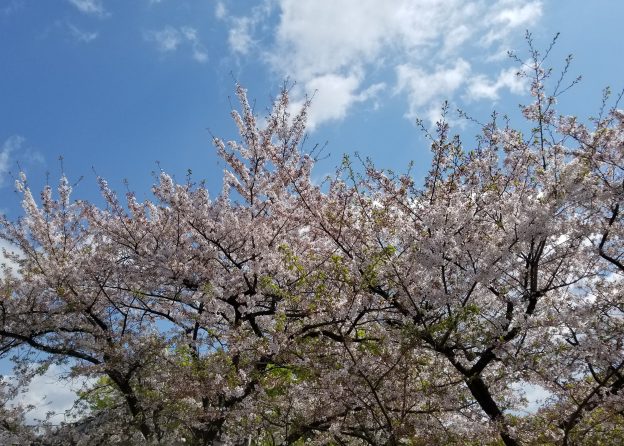 大谷田公演の桜